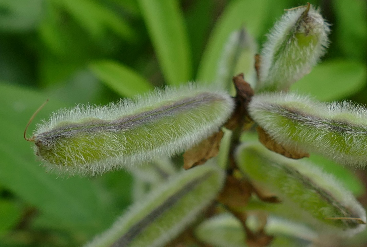 완두콩 파종시기와 심는시기 그리고 재배법 수확시기 총정리