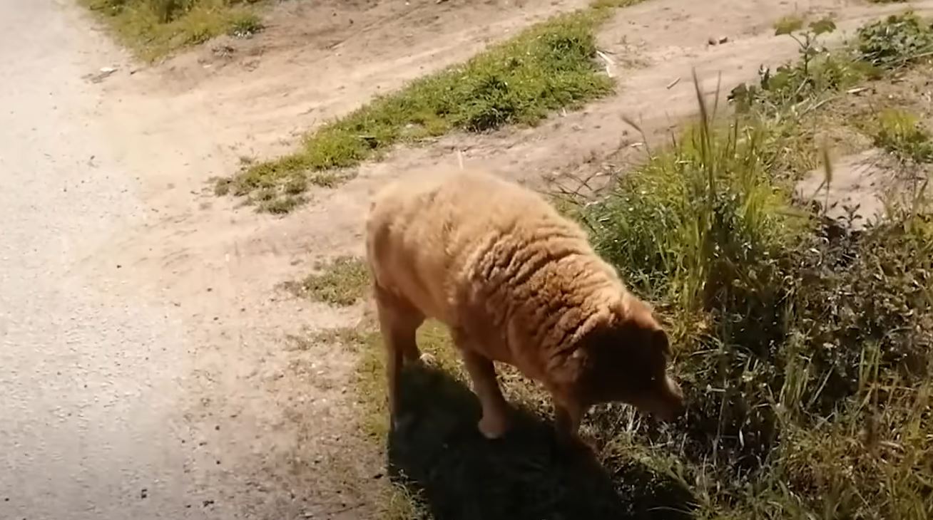 보비