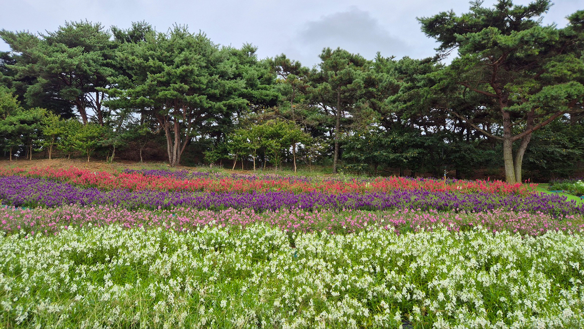 9월 13일 개화현황5