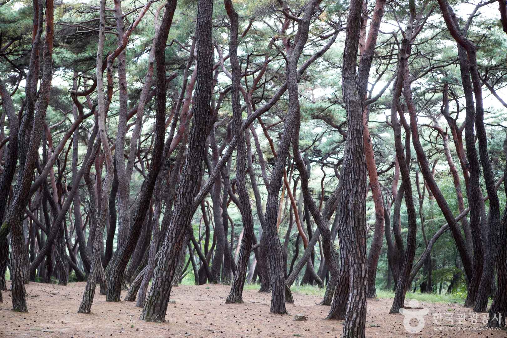 경주 삼릉숲 도래솔