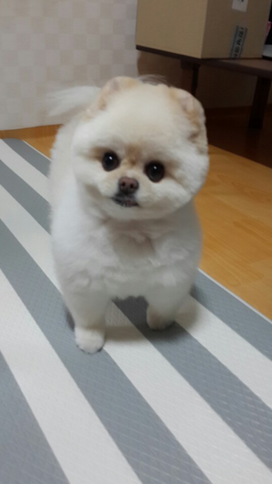 강아지가 싫어하는 행동 : 싫어하는 행동 23가지