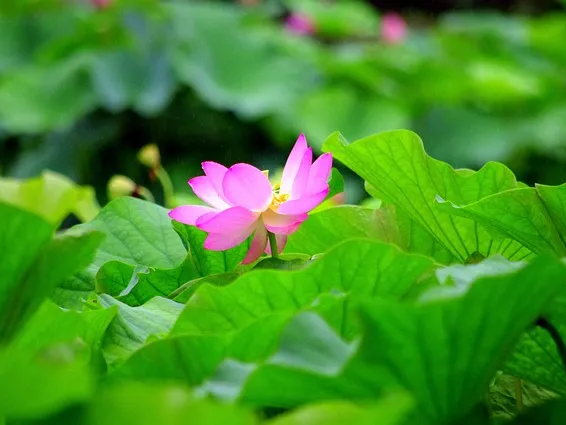 연근 플라보노이드 풍부