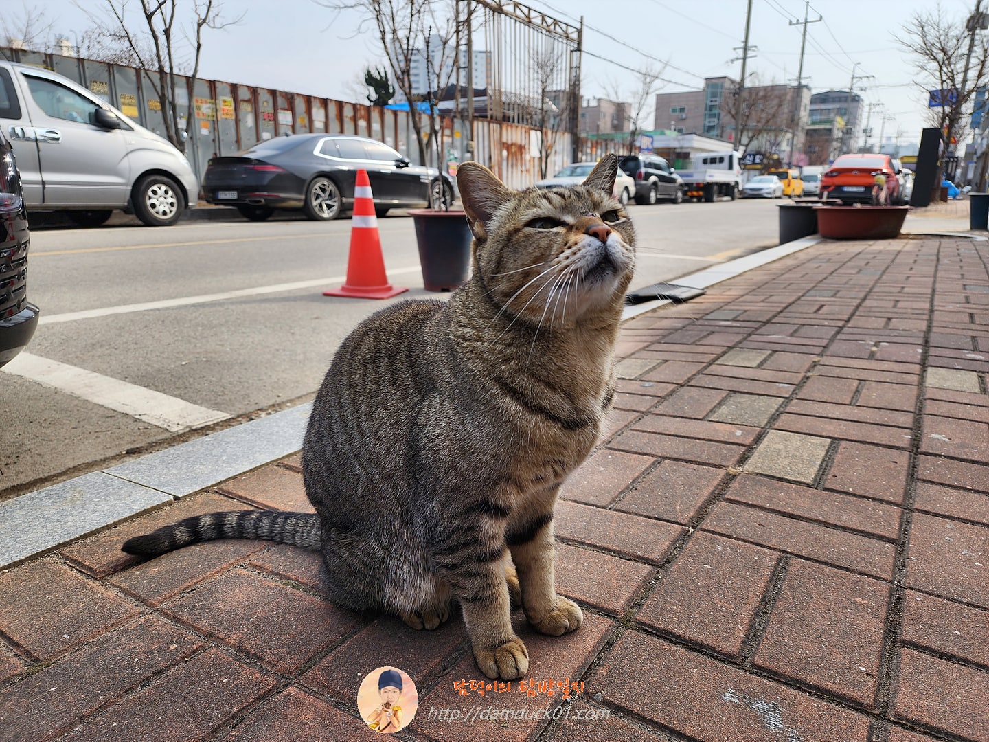 고양이