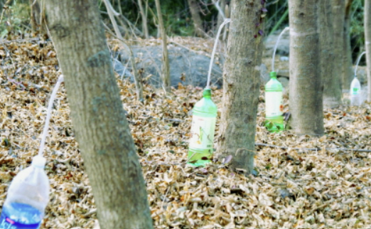 고로쇠물 효능 먹는 방법 보관 방법 총정리!