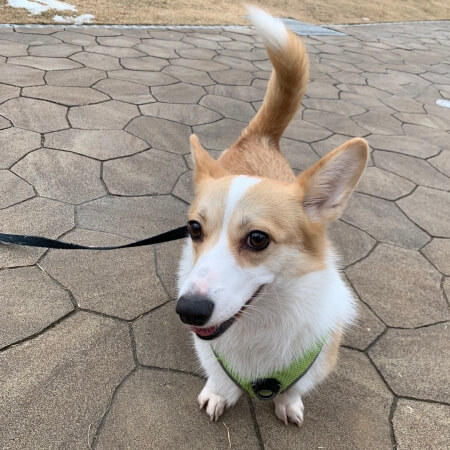 웰시 코기 성격