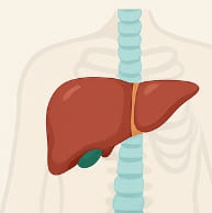 간수치 정상범위