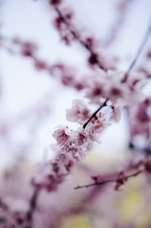 2026 벚꽃 축제 일정 전국 총정리