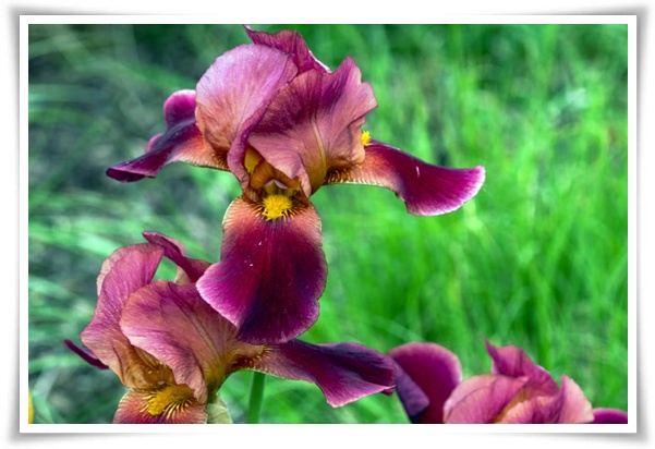 화초 "붓꽃 키우기" 아름다움과 놀라운 효능을 지닌 꽃 아이리스!