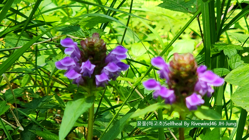 꿀풀(하고초)Selfheal