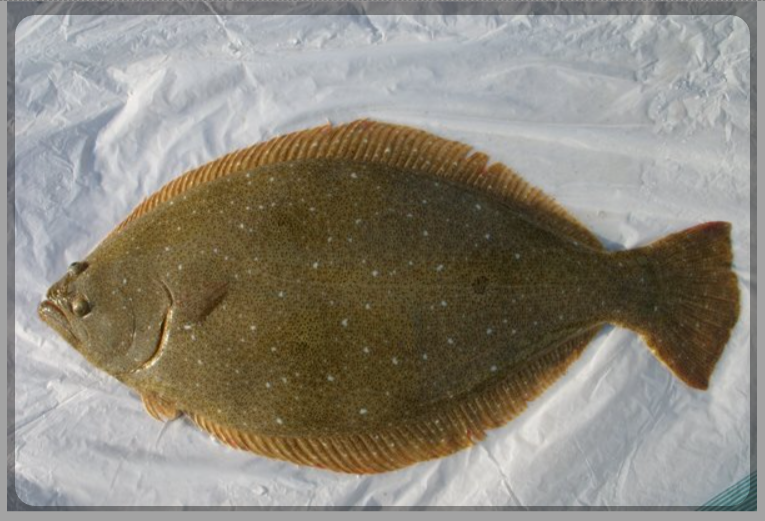 12월 제철 해산물