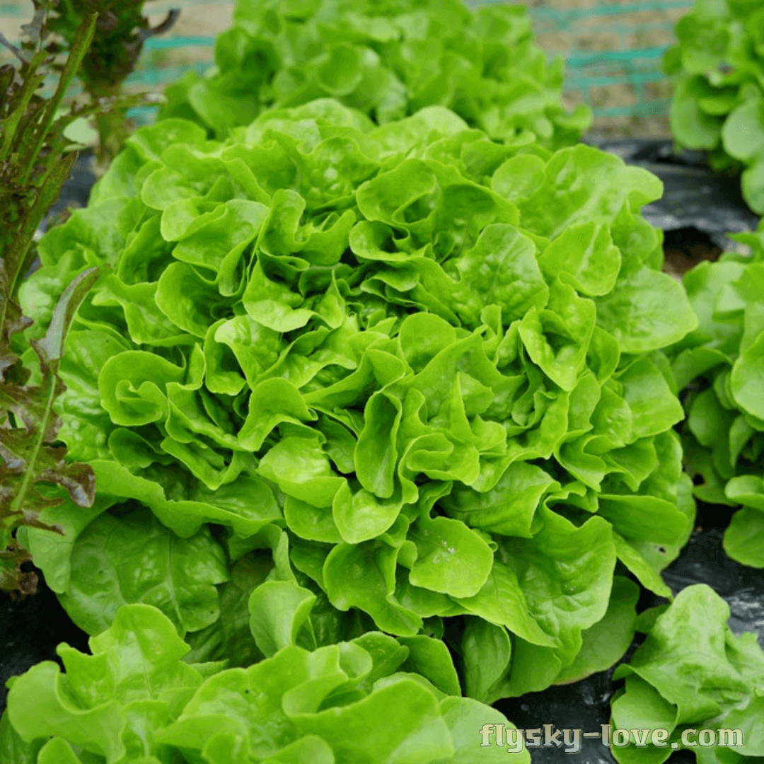 유럽형 상추 카이피라