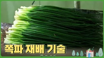 텃밭 부추 쪽파 재배 다년생 관리 수확주기 웃거름 월동_2