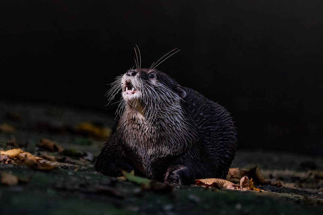 Rabies