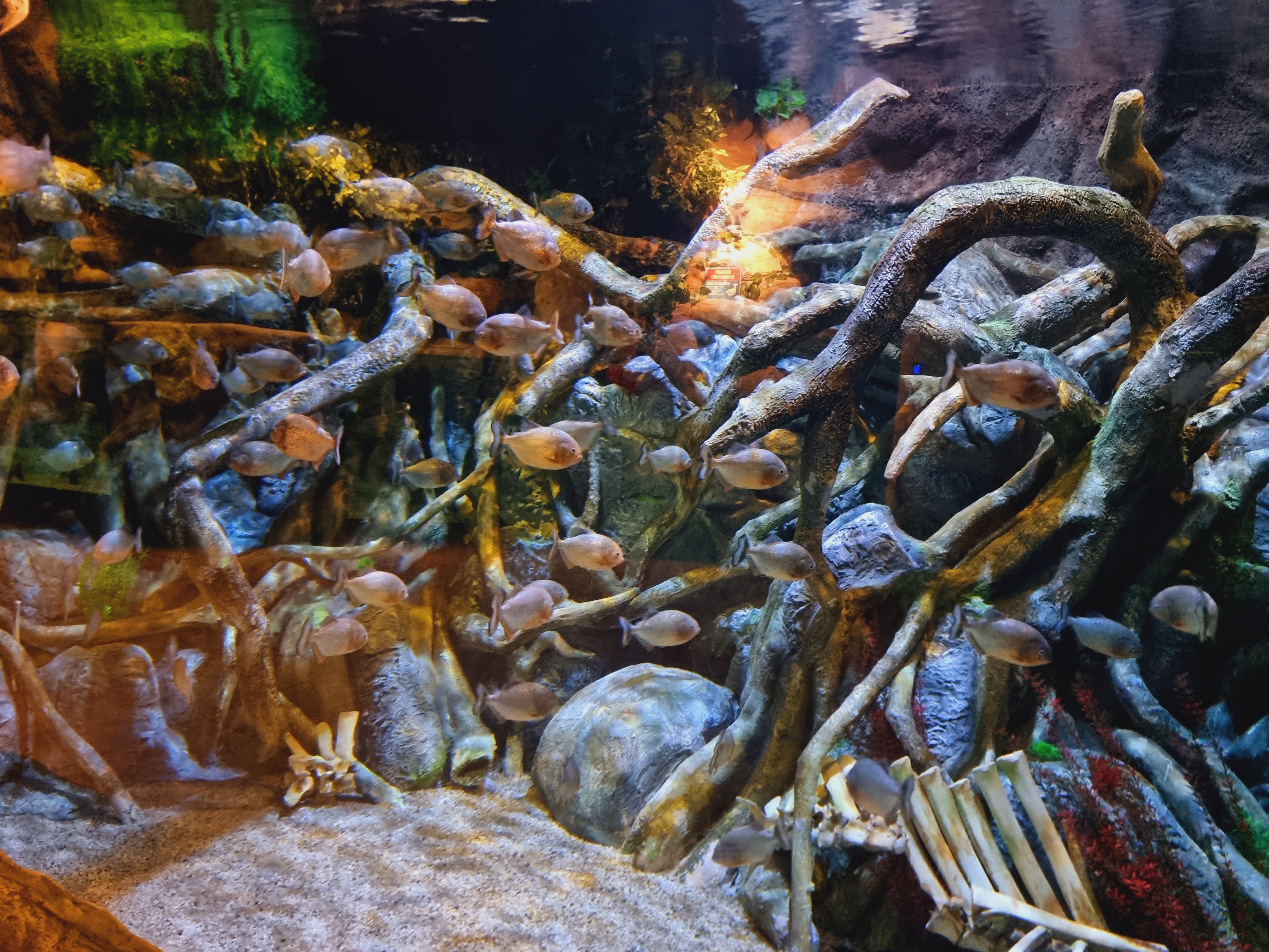 커다란 뱀과 피라냐