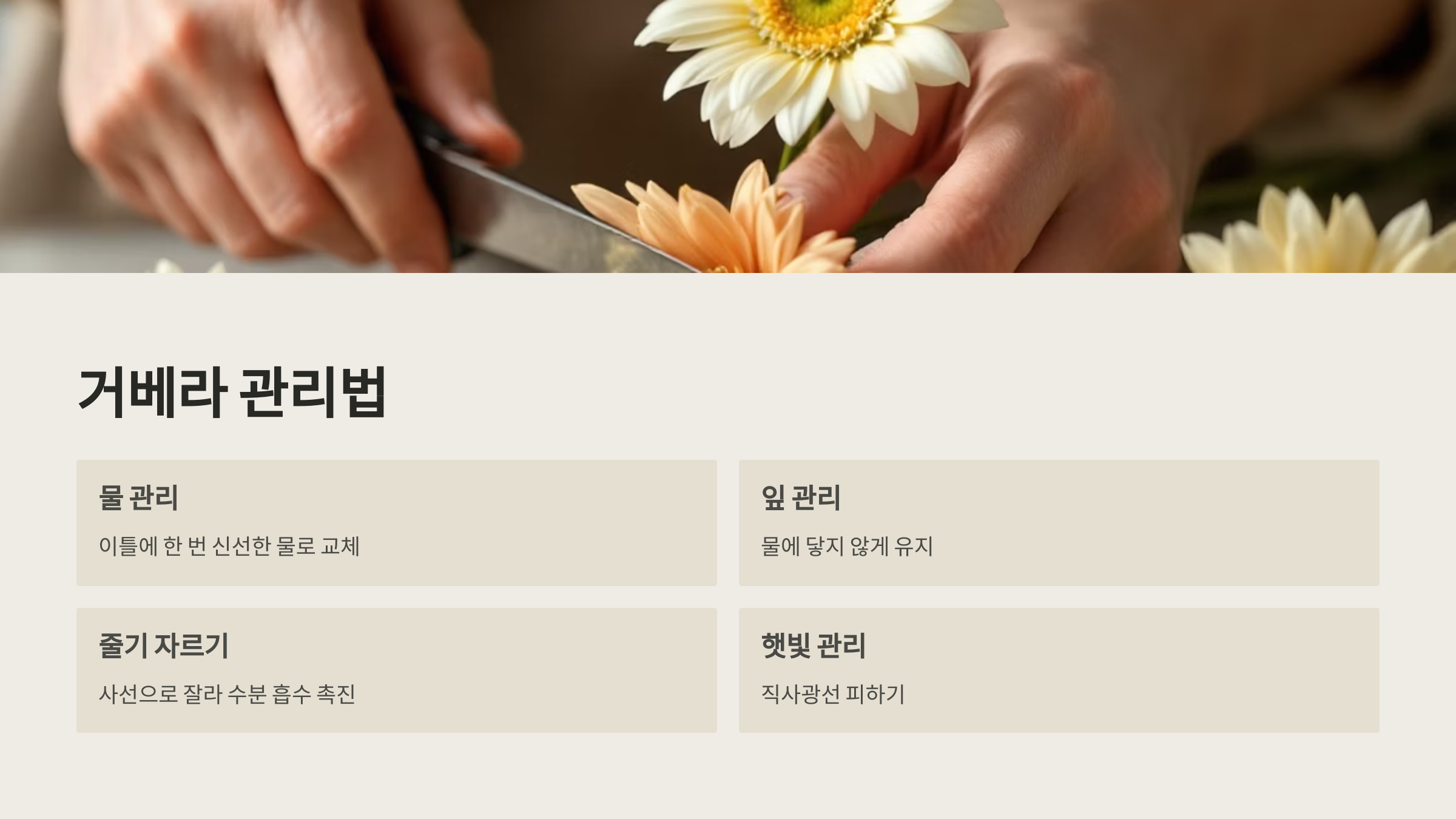 거베라 꽃말
