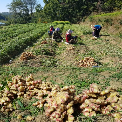 안동 생강&amp;#44; 생강청 