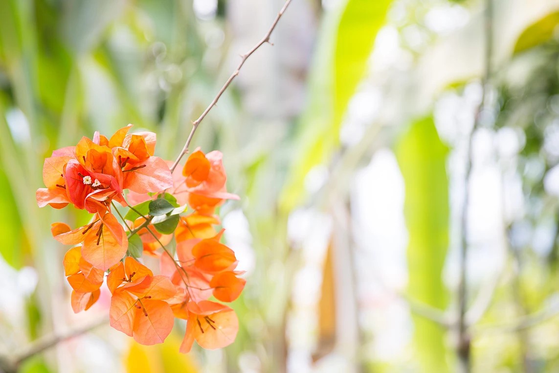 한림공원 부겐빌레아 축제