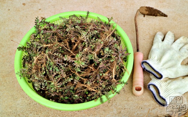 냉이 보관법,팁줌