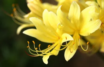 8월에 피는 꽃 이름 종류별 특징 정리 보기_3