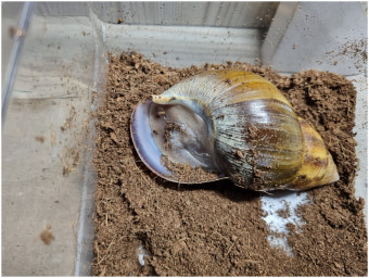 애완 달팽이? 대왕달팽이 아프리카종 키우는 법