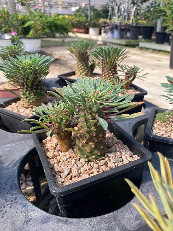 괴마옥_파인애플선인장