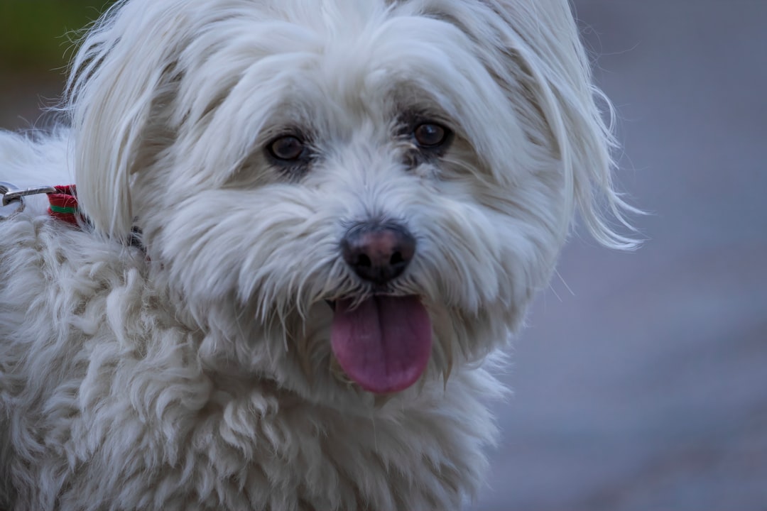 Poodle