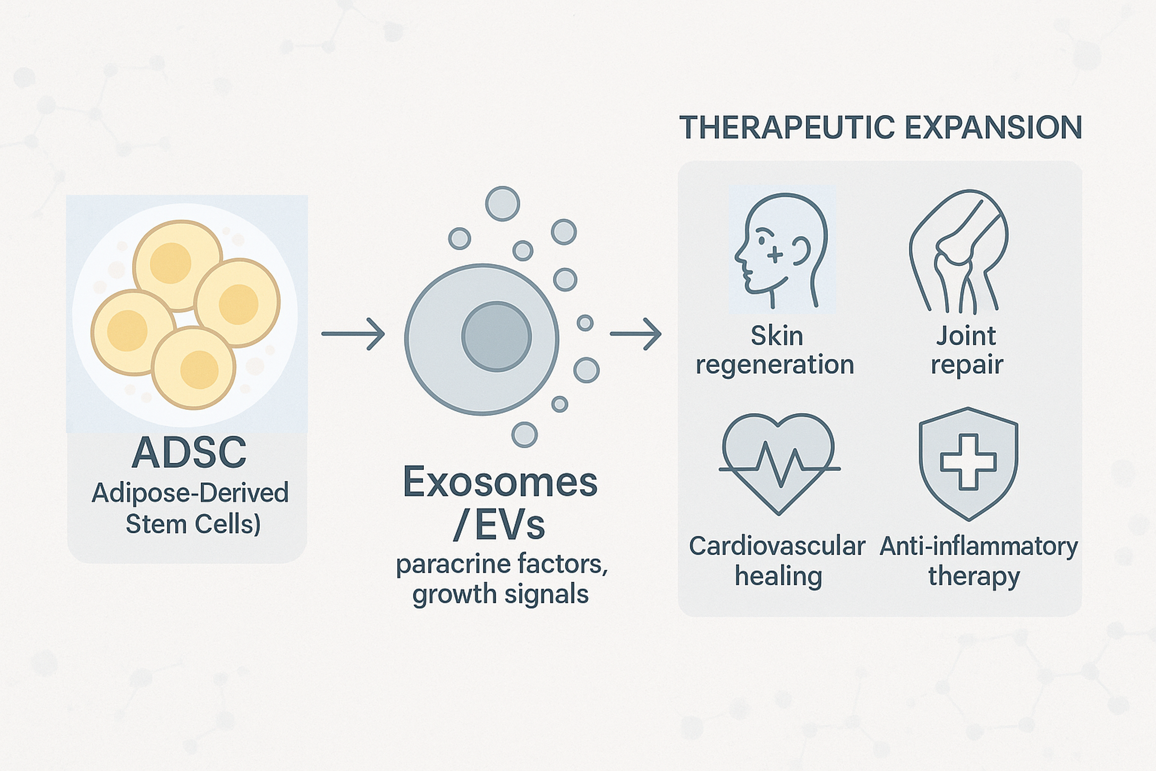 지방 줄기세포 산업과 전망: 버려진 조직에서 재생의학 자원으로