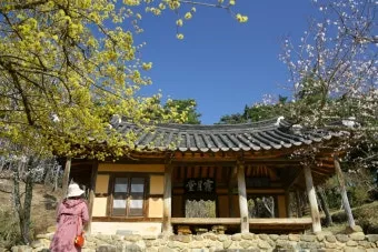 소쇄원 봄 앵두나무꽃 산수유 해당화 개화_12