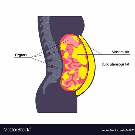 30대 남자 뱃살이 갑자기 늘어나는 이유