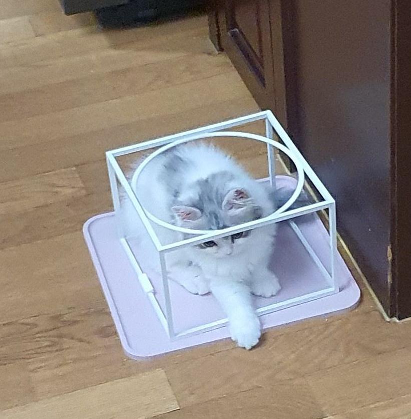 2022.02.28 쿵이는 네모를 좋아해