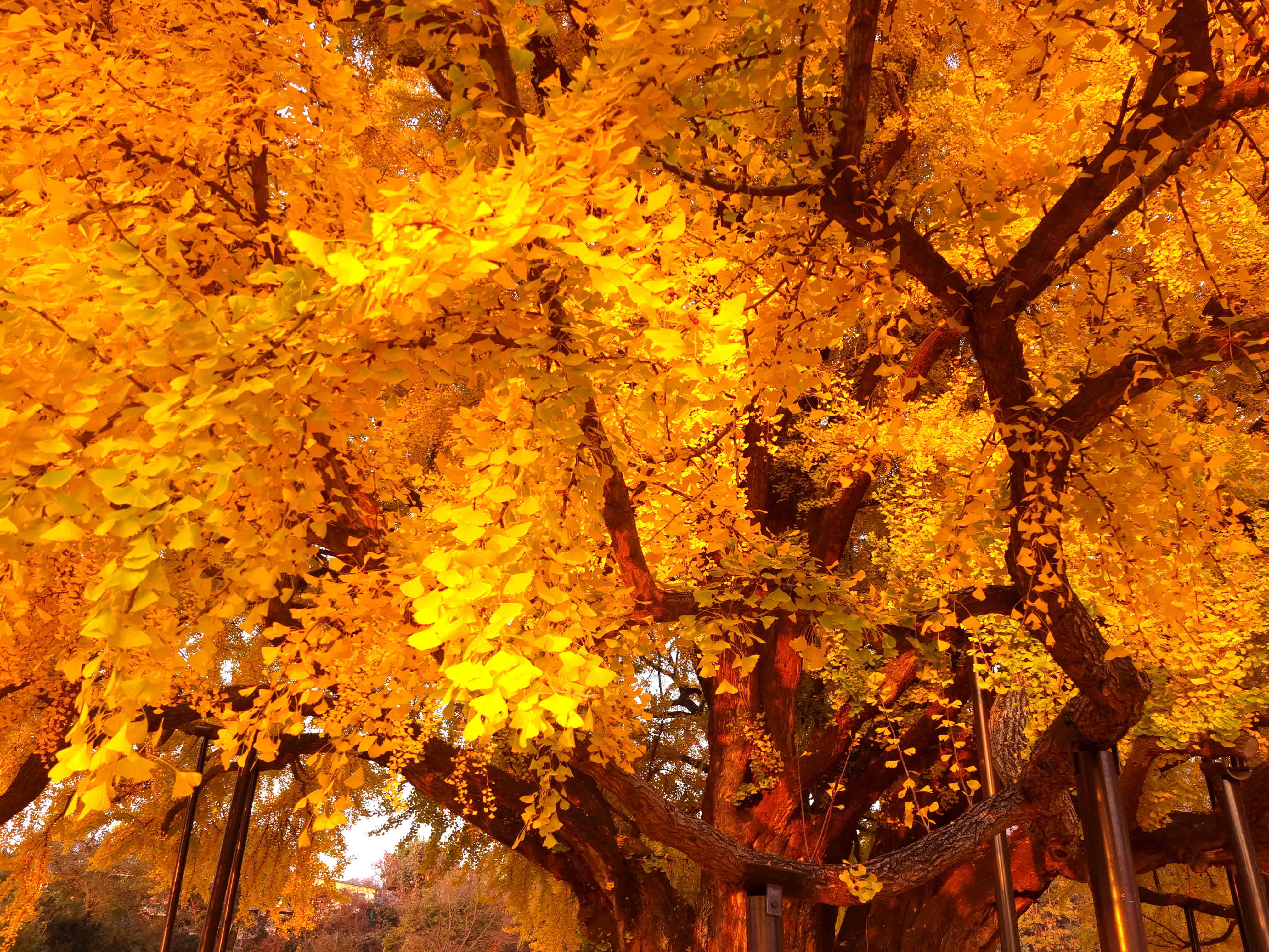 반계리 은행나무, 반계리 은행나무 주차장, 은행나무 단풍, 원주 반계리 은행나무 숲