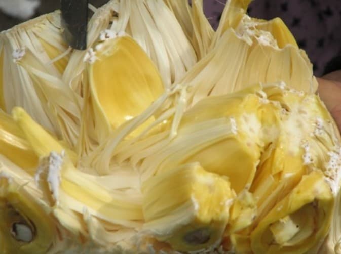 🥪 진짜 고기 같은 ‘잭프루트 샌드위치’ 만들기