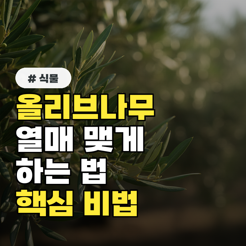 올리브나무 키우기 성공적인 열매 수확을 위한 핵심 비법 5가지