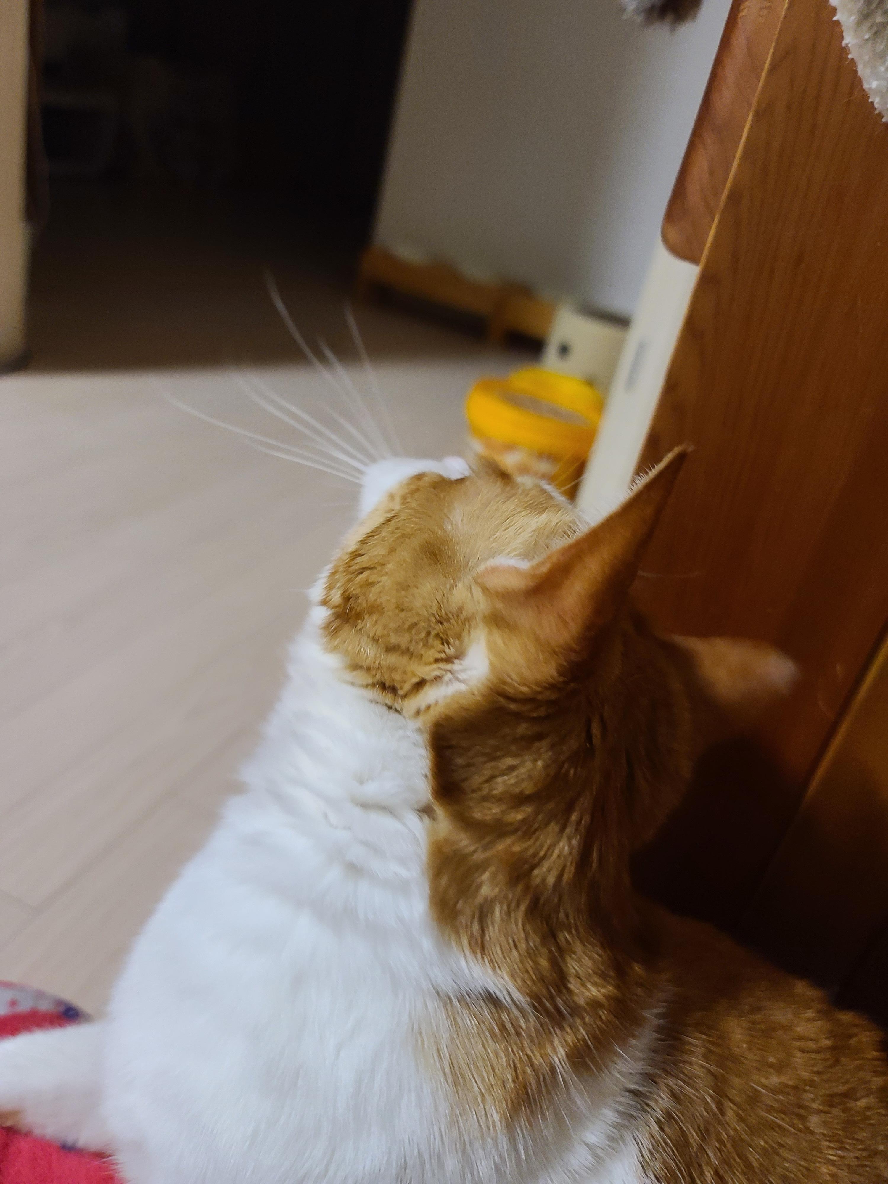 고양이 장난감 오뎅꼬치로 캣미로에서 노는 고양이들.