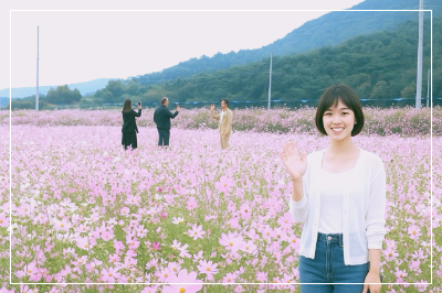 하동 북천 코스모스 축제 이미지