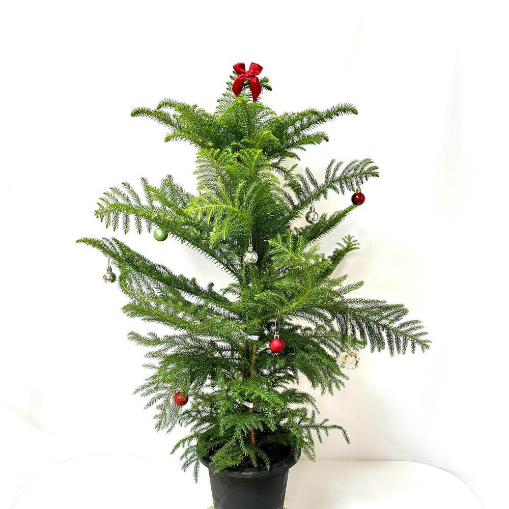 아라우카리아 키우기 크리스마스 트리