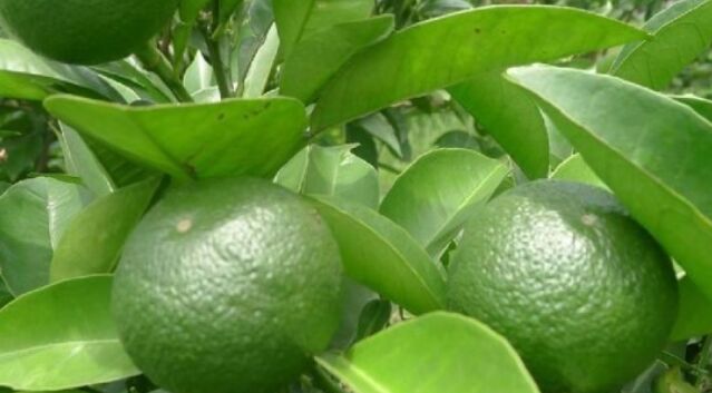 세안 비누 추천