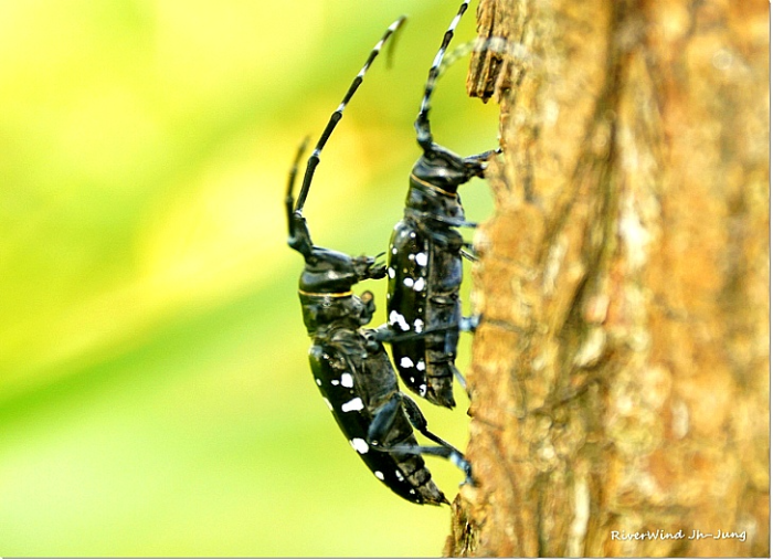 유리알락하늘소