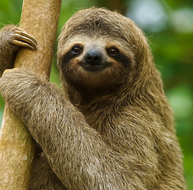 나무 위에서 살아남는 슬로스 (소개, 생존 전략, 생태균형)