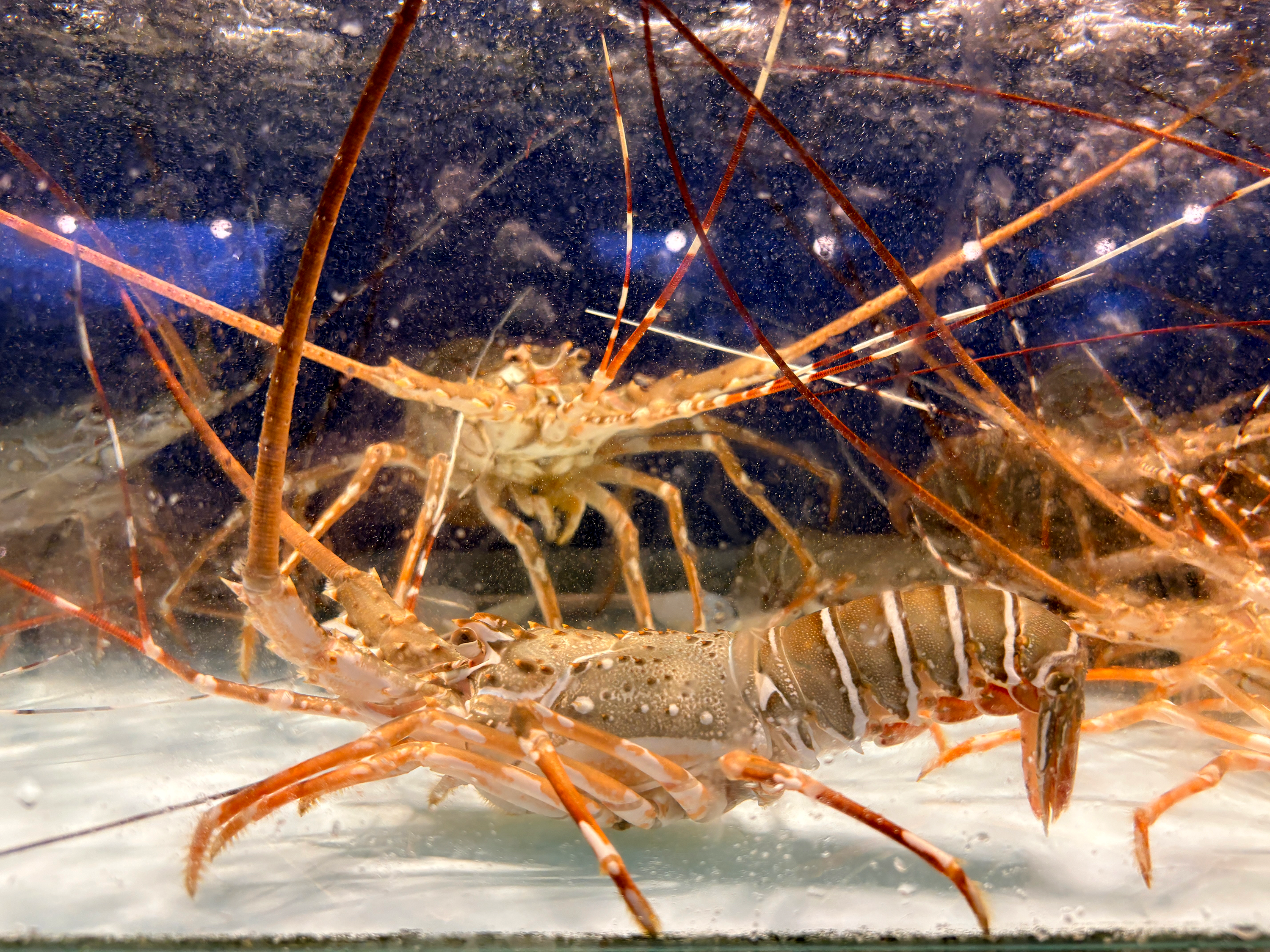 데사루 우타마 시푸드(Desaru Utama Seafood) 식당의 화려한 닭새우(Ornate Spiny Lobster)