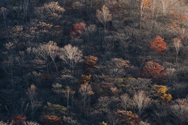 산림복지서비스이용권 바우처 지급 및 신청 방법 총정리