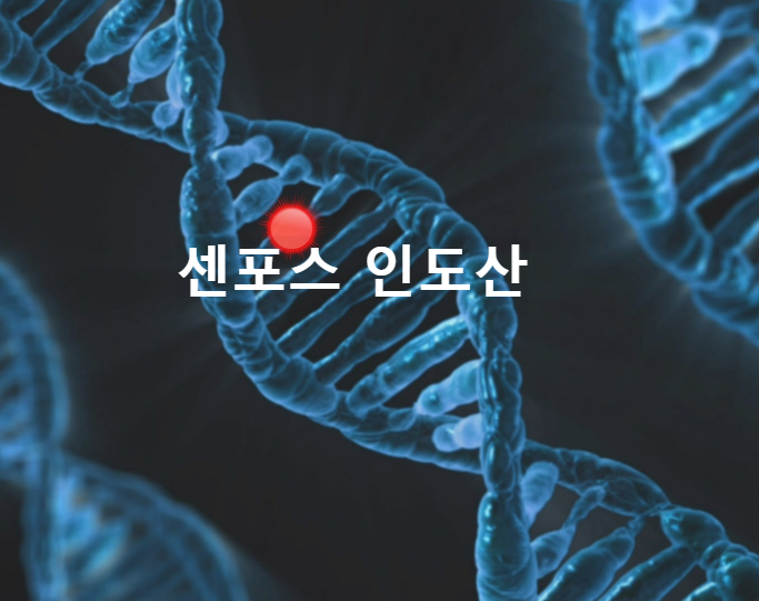 인도산센포스100mg가격·효능·부작용총정리