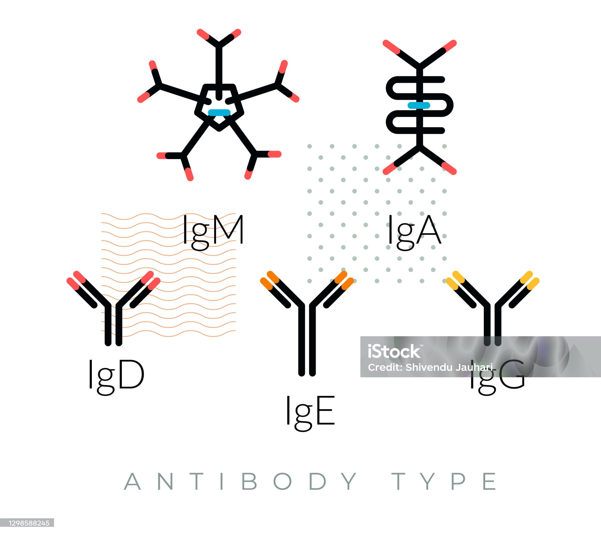 홍역 백신 접종 후 면역 반응과 항체 형성 과정