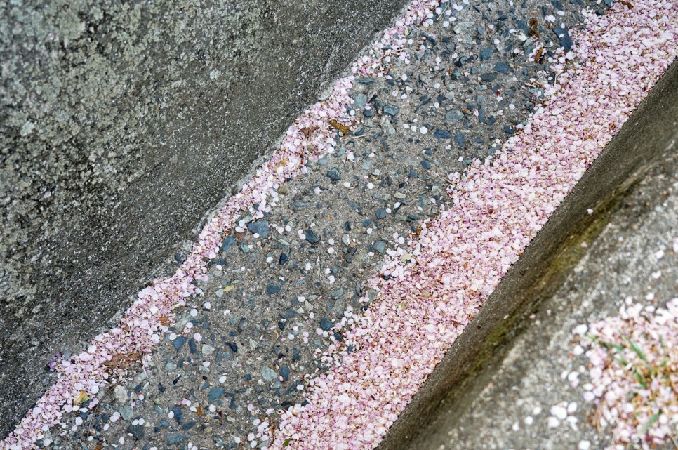 벚꽃명소
