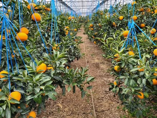 천혜향 재배 가지치기 봉지 씌우기 저장 요령_2