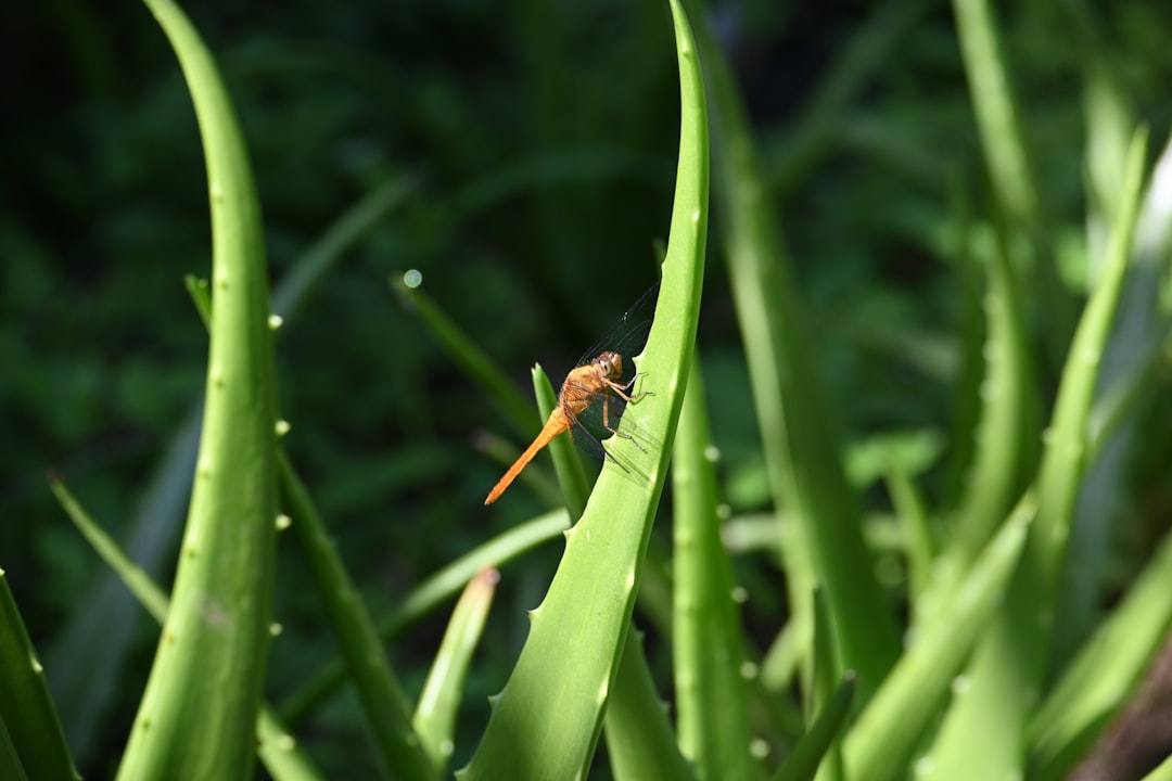 Firefly