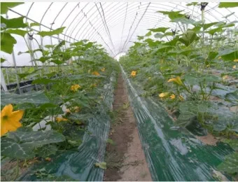 애호박 재배 꽃 관리 수분 받기 토양 배수 개선_7