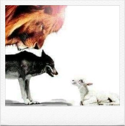 어린양과 늑대 그리고 사자 사진