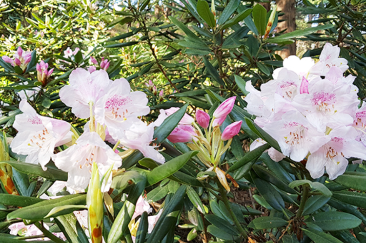 태안 안면도 수목원