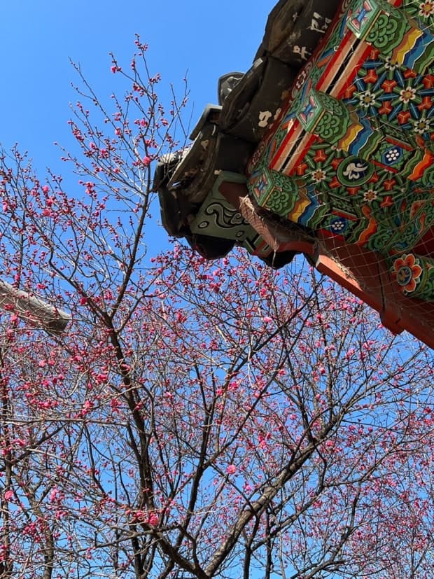 2025. 4. 19. 봉은사 연등제 야경 산책 후기 (겹벚꽃, 라일락, 홍매화 개화상황 포함)